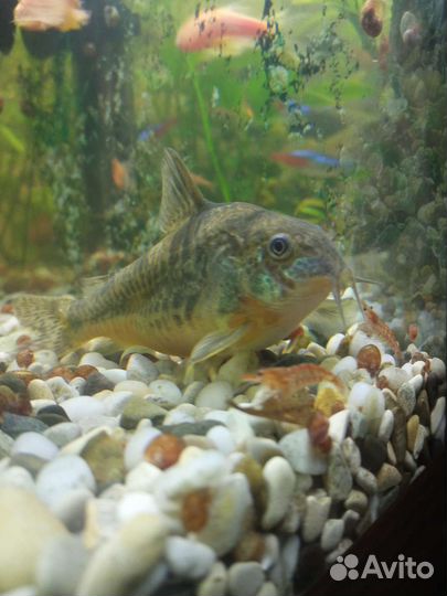 Аквариумные рыбки