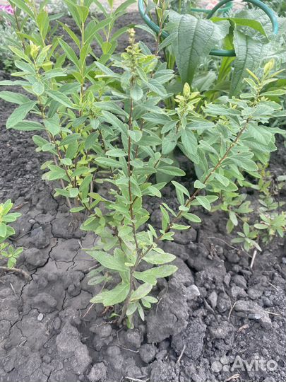 Спирея Билларда