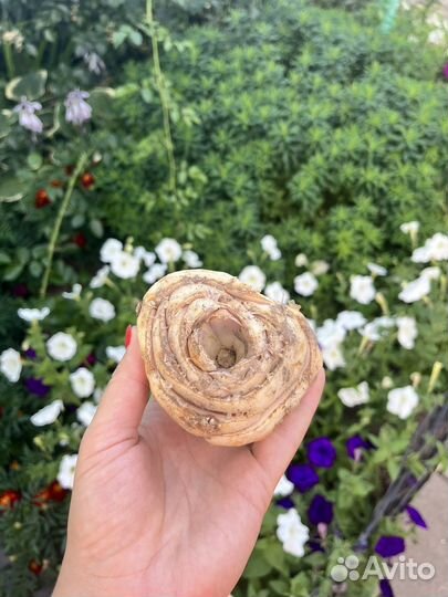 Рябчик королевский