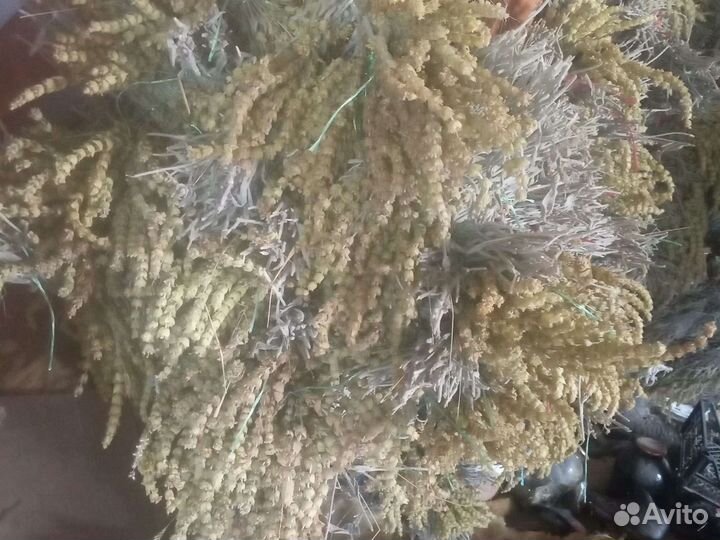 Лимонник-татар чай