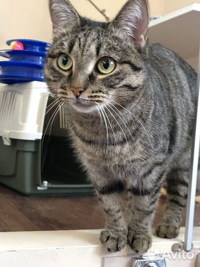 Молоденькая кошечка в поиске семьи и дома