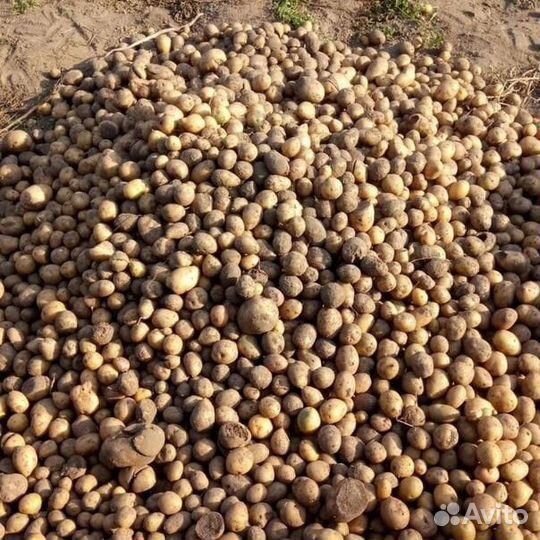 Картофель мелкий. 110кг х 10р/кг