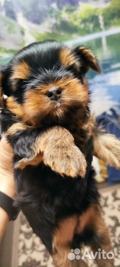 Йоркширский терьер