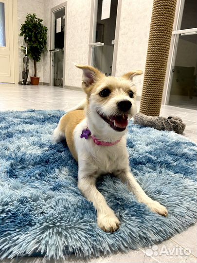 Передержка собак