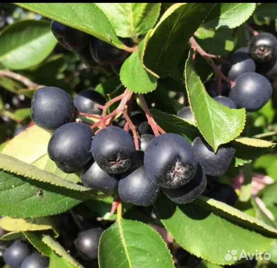 Черноплодная рябина шиповник ирга саженцы