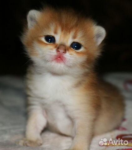 Золотая британская шиншилла