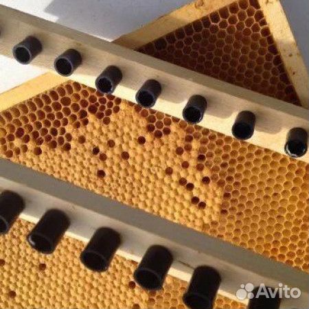 50 шт. Мисочка для вывода маток с ножкой Чешская З