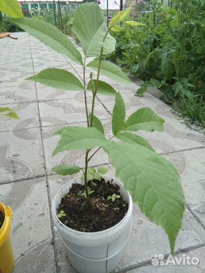 Манчжурский орех