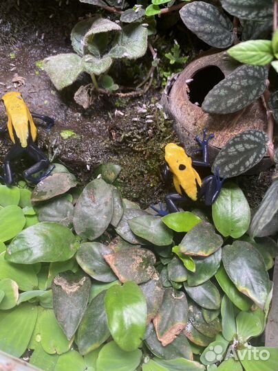 Цитронеллы