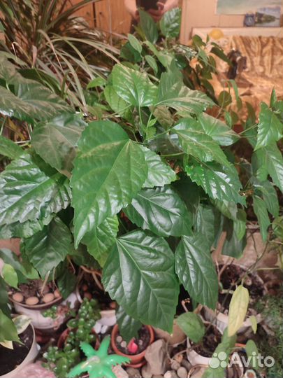 Гибискус,китайская роза