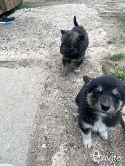 Щенки сибирской хаски