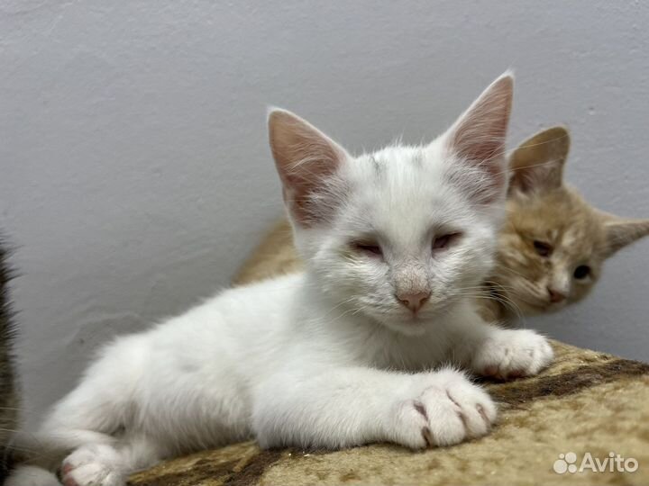 Особенный котенок мальчик