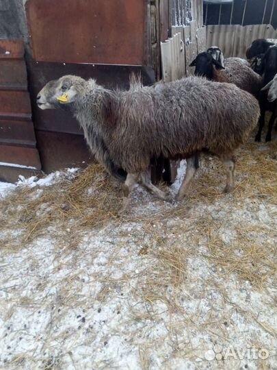 Овцы бараны