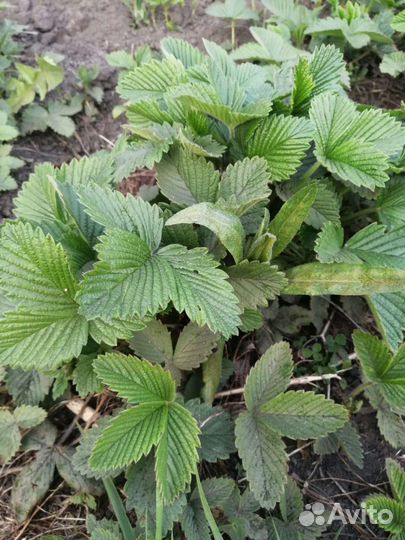 Клубника земляника