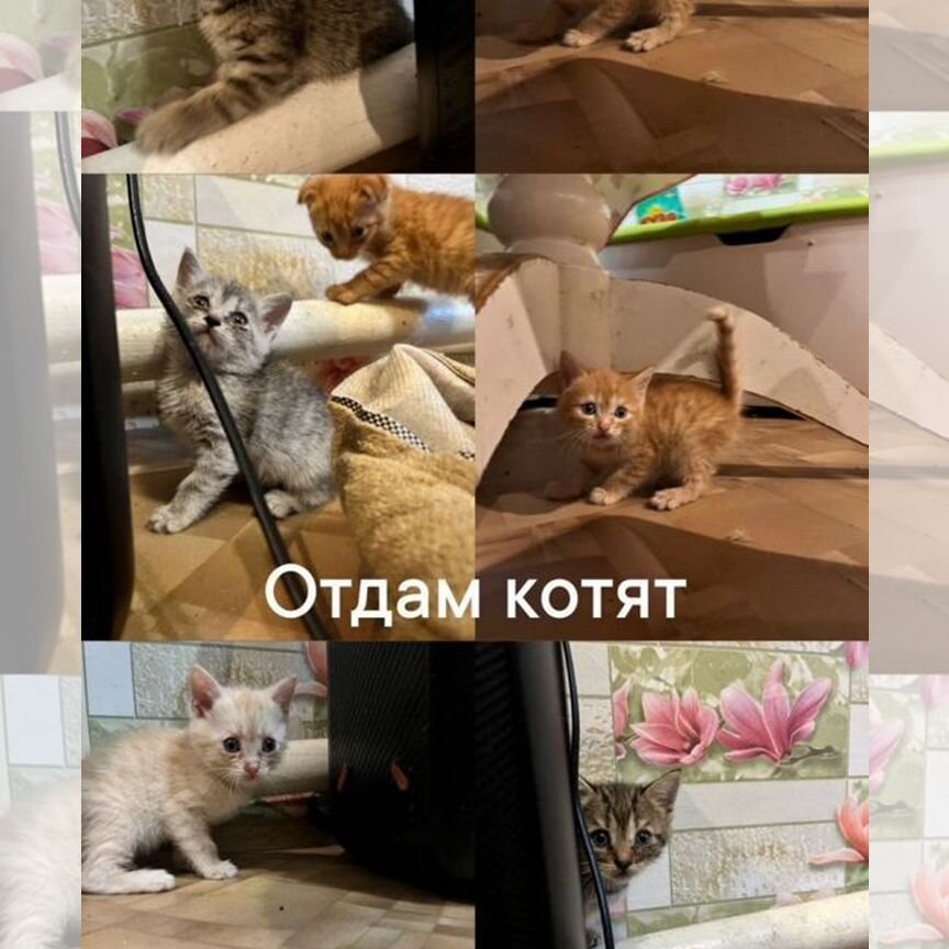 Отдам котят в добрые руки