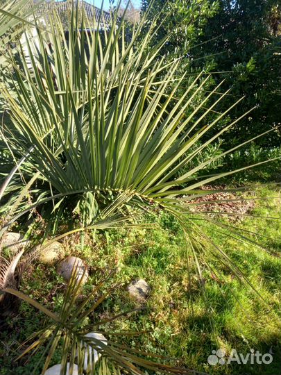Листья Финиковых Пальм для Праздников