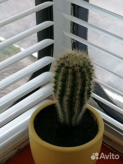 Лучезарный кактус