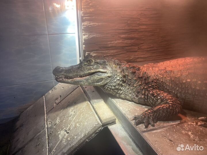 Террариум для крокодила