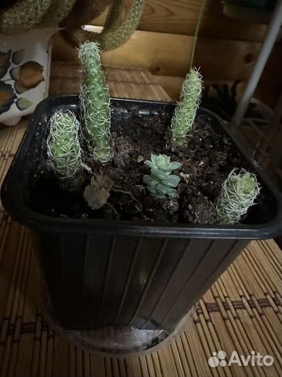 Кактусы и суккуленты