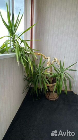 Пальма юкка