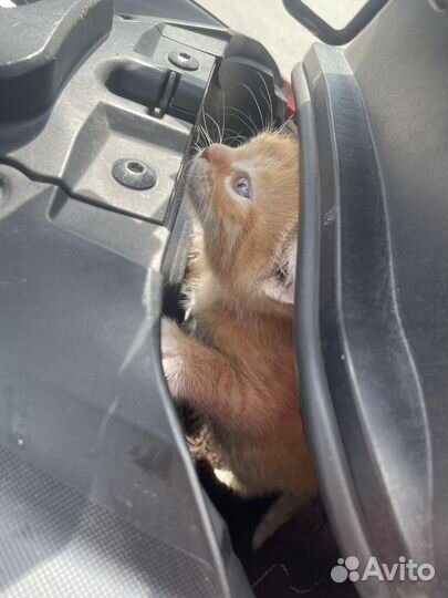 Котенок рыжий