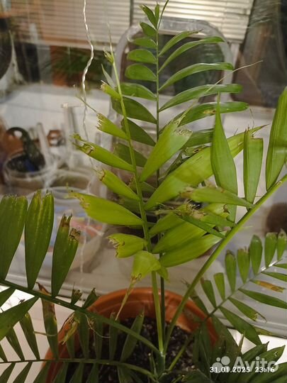 Комнатные растения цветы