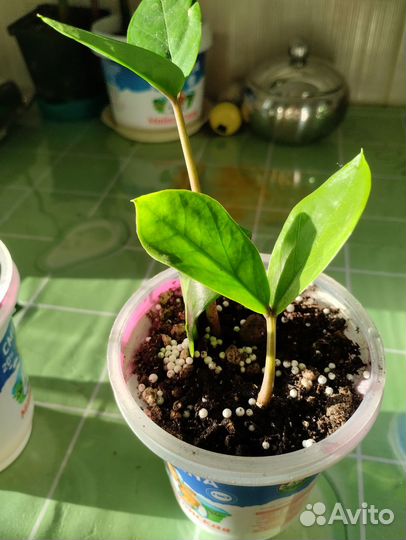 Замиокулькас