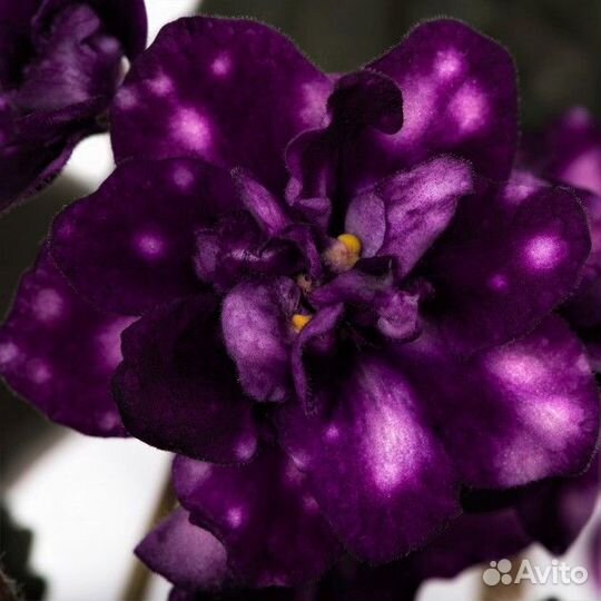 Фиалка Оптикал Иллюжн