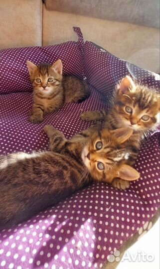 Кошка в дар