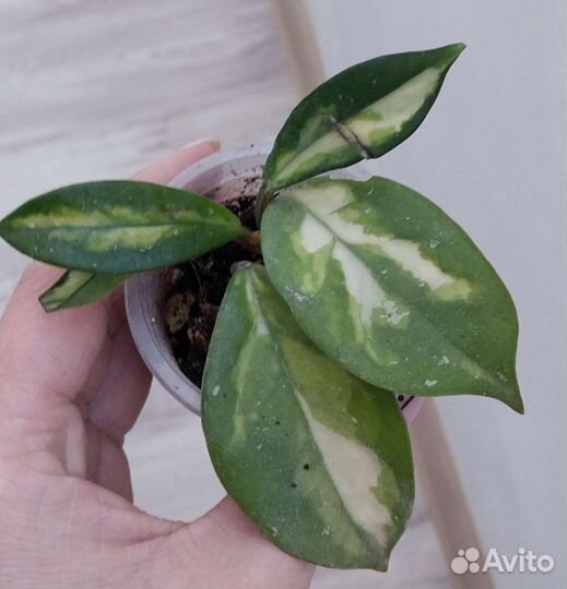 Хойи укорененные