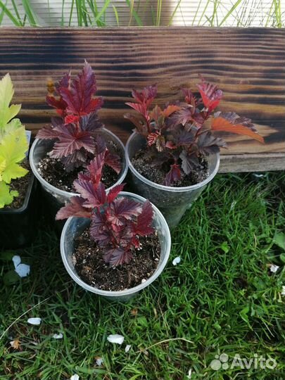 Пузыреплодник, крушина ломкая