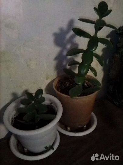 Комнатные растения