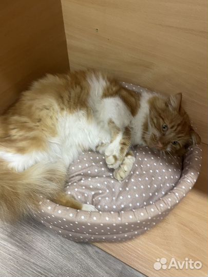 Молодой, ласковый котик Рыжик