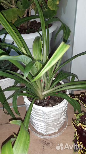 Комнатные растения