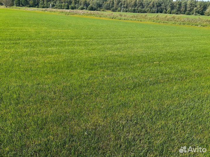 Рулонный газон от производителя