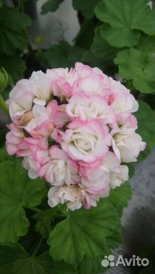 Апрельский снег / April Snow. Пеларгония сортовая