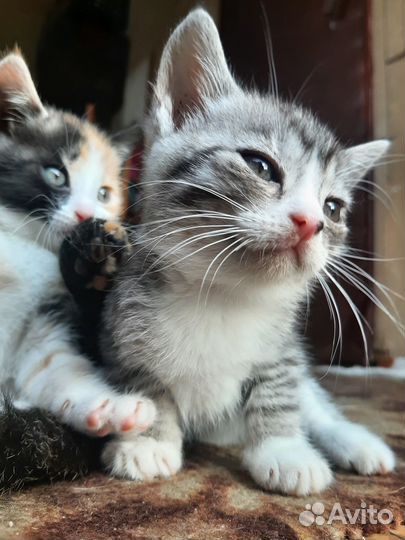 Котята в дар