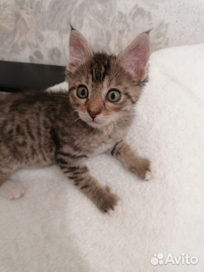 Котик ищет семью