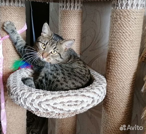 Котик в добрые руки