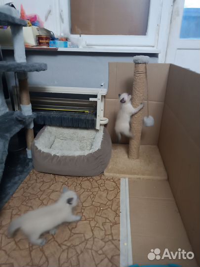 Котятки невской маскарадной