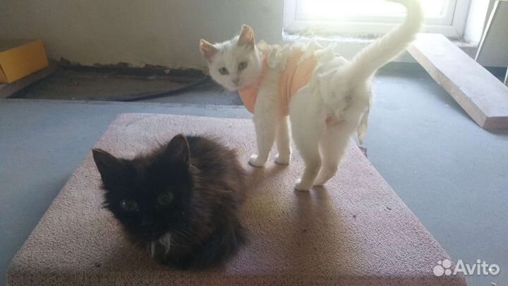 Кошки в добрые руки, разные