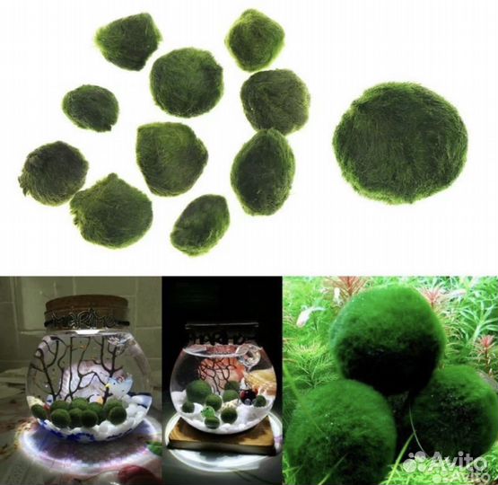 Кладофора шаровидная/мох маримо