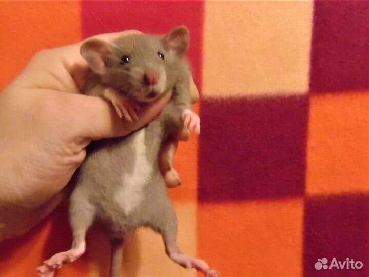 Крысы. крысята дамбо питомник спб, клетки, гамак