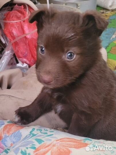 Щенки в добрые руки