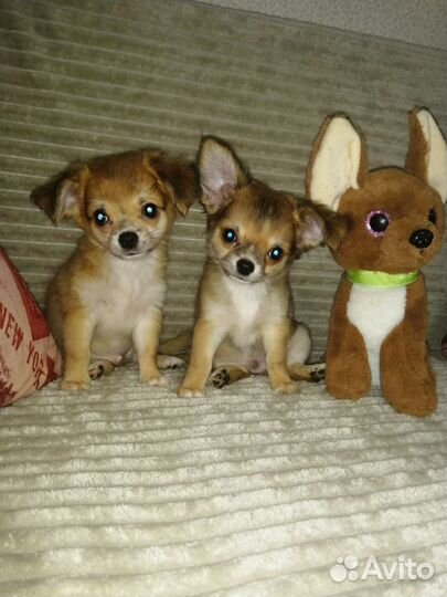 Щенки чихуахуа с Документами РКФ