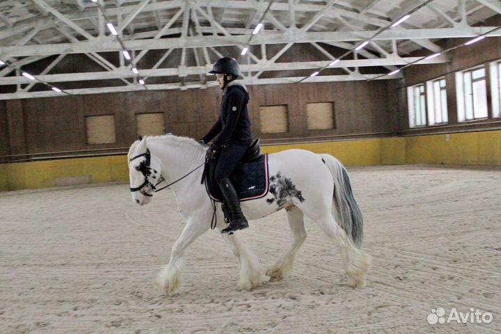 Занятия верховой ездой на тинкере. Выездка, конкур