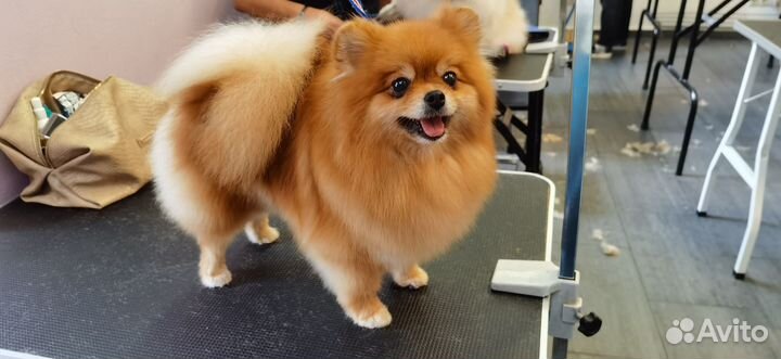 Груминг грумер стрижка собак