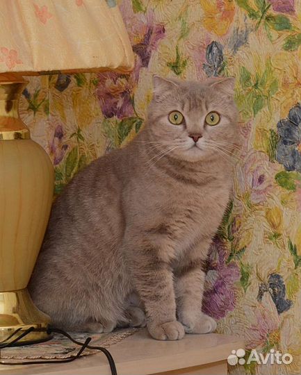 Фанта, 2 года, стерилизована и привита