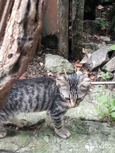 Котята в добрые руки бесплатно