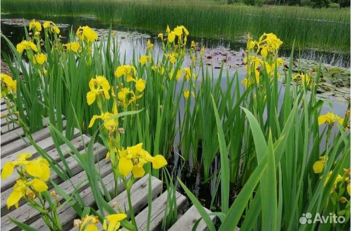 Ирис болотный (сибирский) жёлтый